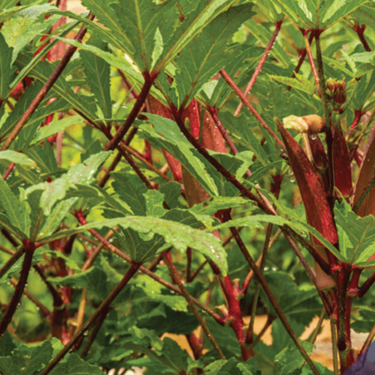 20s| Red Burgundy Okra Seeds - Authentic - Open-Pollinated - Asian Garden~ Organic - Heirloom - Vegetable Seeds - #8006