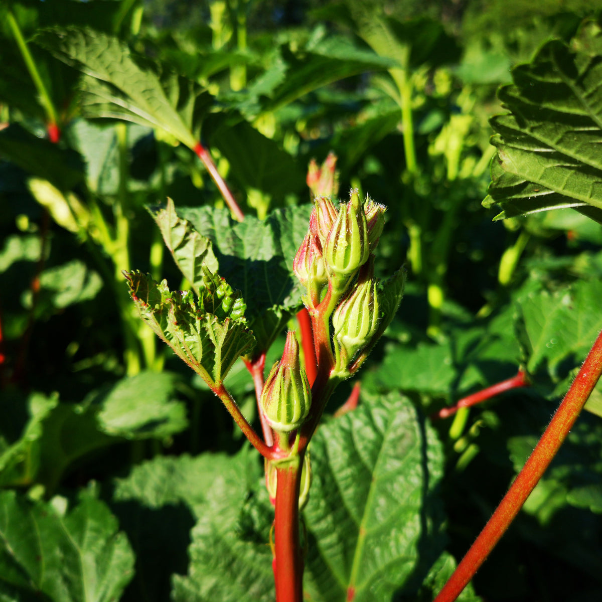 20s| Red Burgundy Okra Seeds - Authentic - Open-Pollinated - Asian Garden~ Organic - Heirloom - Vegetable Seeds - #8006