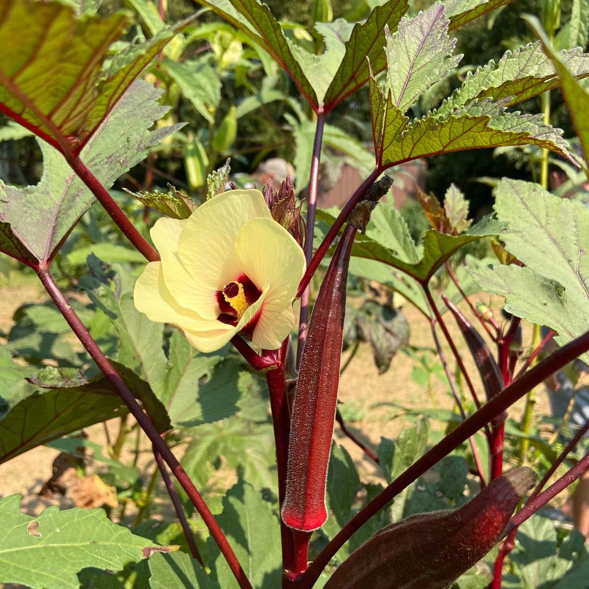 20s| Red Burgundy Okra Seeds - Authentic - Open-Pollinated - Asian Garden~ Organic - Heirloom - Vegetable Seeds - #8006