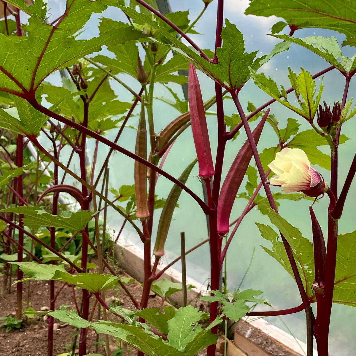 20s| Red Burgundy Okra Seeds - Authentic - Open-Pollinated - Asian Garden~ Organic - Heirloom - Vegetable Seeds - #8006