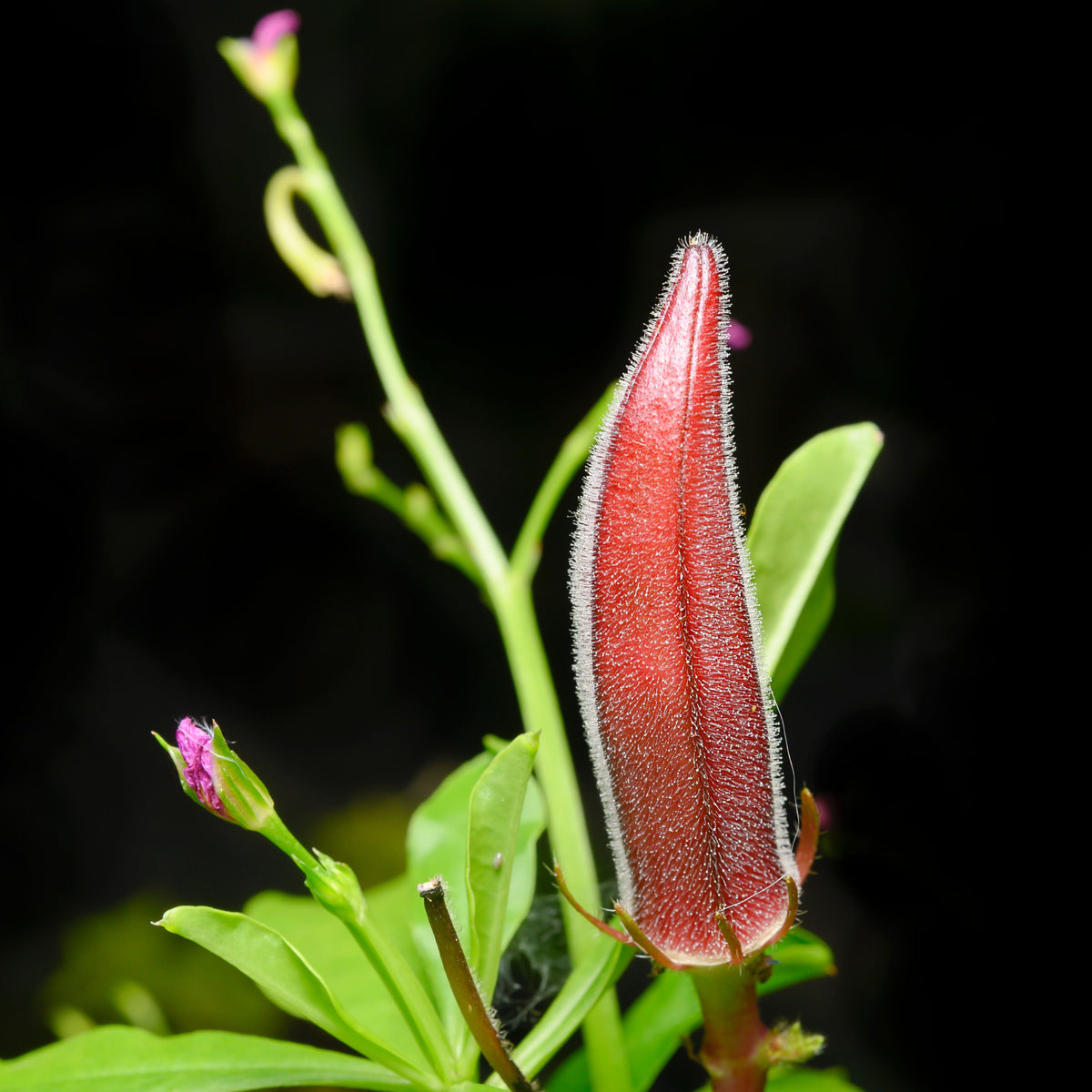 20s| Red Burgundy Okra Seeds - Authentic - Open-Pollinated - Asian Garden~ Organic - Heirloom - Vegetable Seeds - #8006