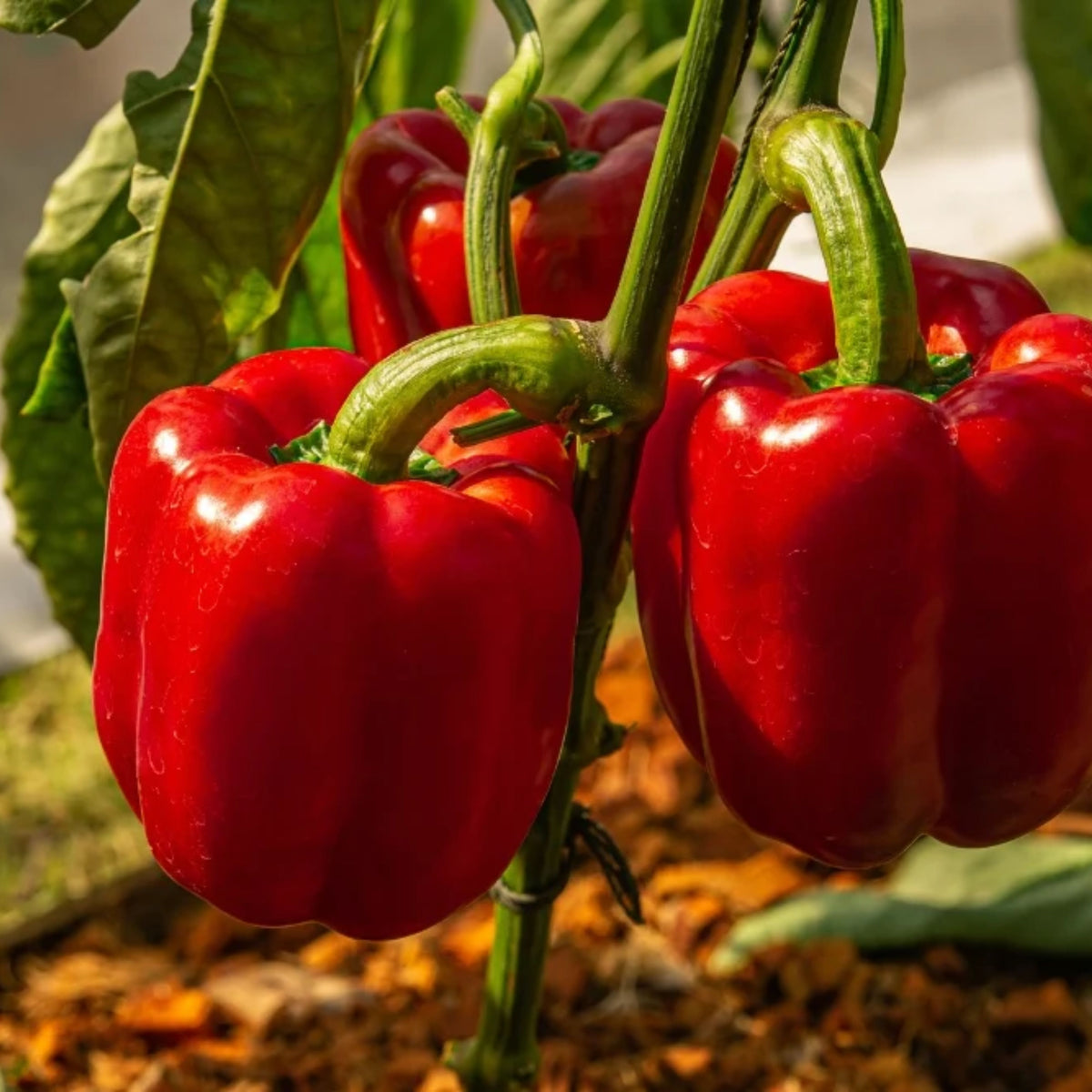20s| Sweet Big Red Pepper Seeds - Authentic - Open-Pollinated - Asian Garden~ Organic - Heirloom - Vegetable Seeds - #8007