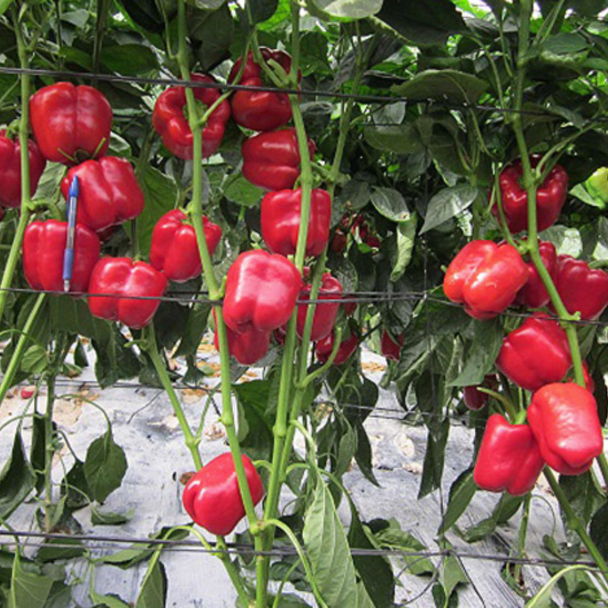 20s| Sweet Big Red Pepper Seeds - Authentic - Open-Pollinated - Asian Garden~ Organic - Heirloom - Vegetable Seeds - #8007