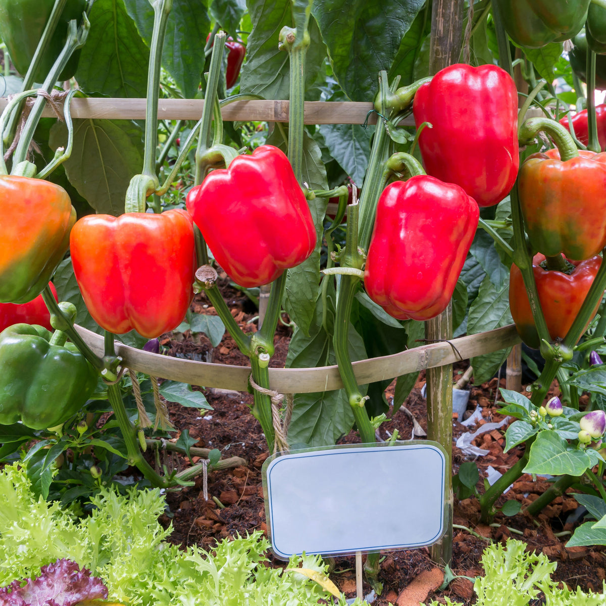20s| Sweet Big Red Pepper Seeds - Authentic - Open-Pollinated - Asian Garden~ Organic - Heirloom - Vegetable Seeds - #8007