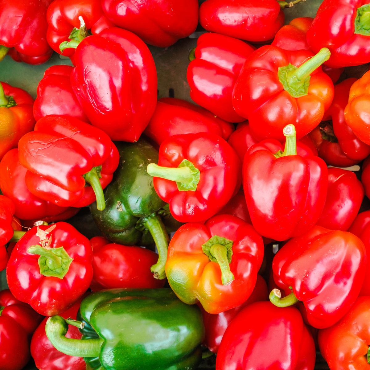 20s| Sweet Big Red Pepper Seeds - Authentic - Open-Pollinated - Asian Garden~ Organic - Heirloom - Vegetable Seeds - #8007