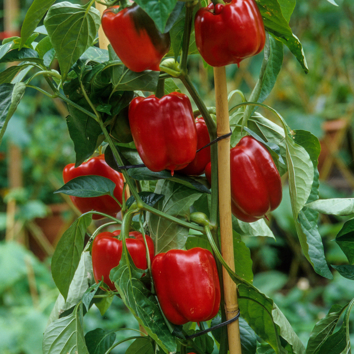 20s| Sweet Big Red Pepper Seeds - Authentic - Open-Pollinated - Asian Garden~ Organic - Heirloom - Vegetable Seeds - #8007