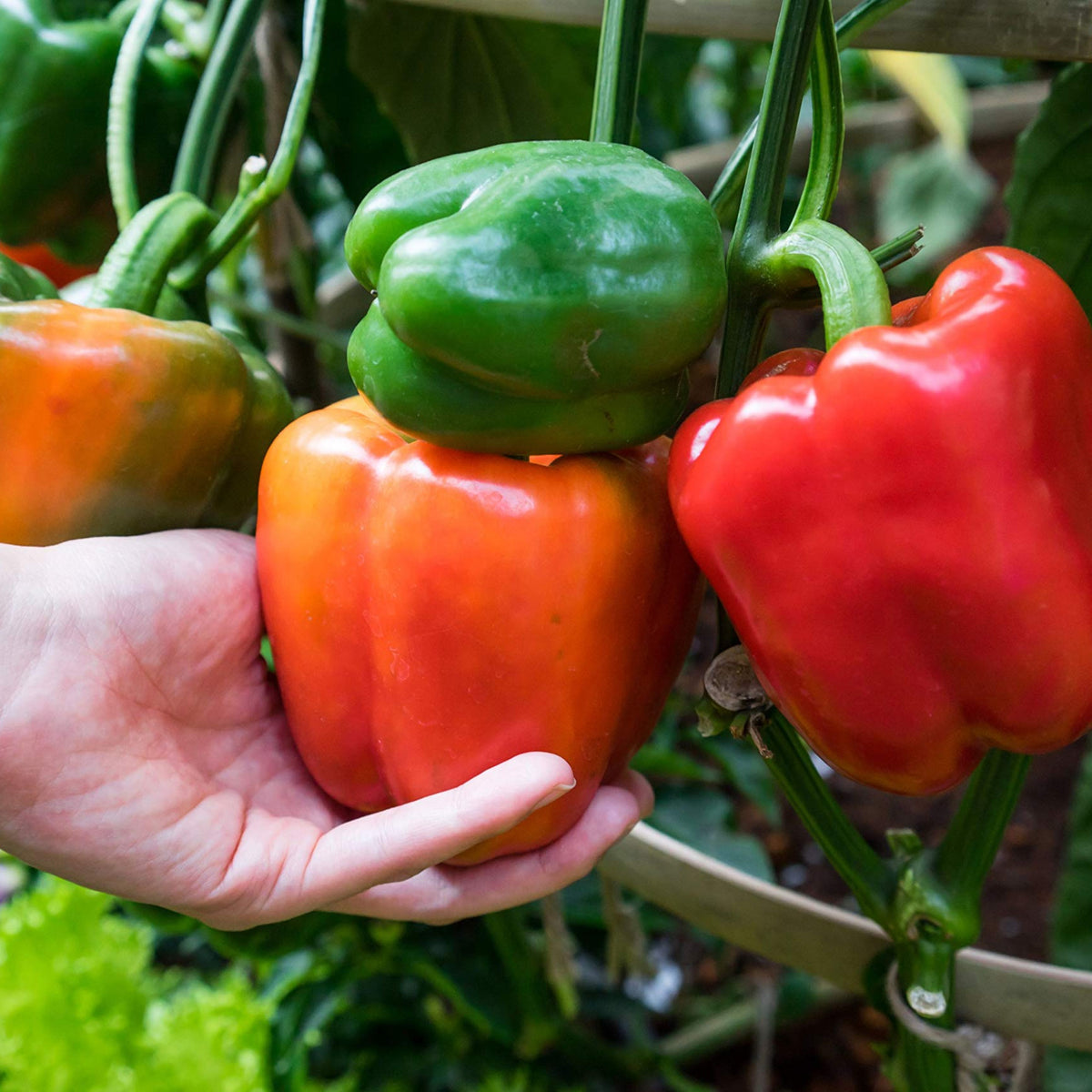 20s| Sweet Big Red Pepper Seeds - Authentic - Open-Pollinated - Asian Garden~ Organic - Heirloom - Vegetable Seeds - #8007