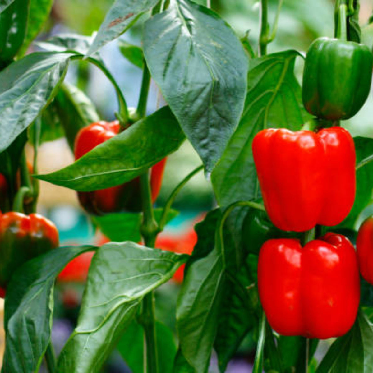 20s| Sweet Big Red Pepper Seeds - Authentic - Open-Pollinated - Asian Garden~ Organic - Heirloom - Vegetable Seeds - #8007