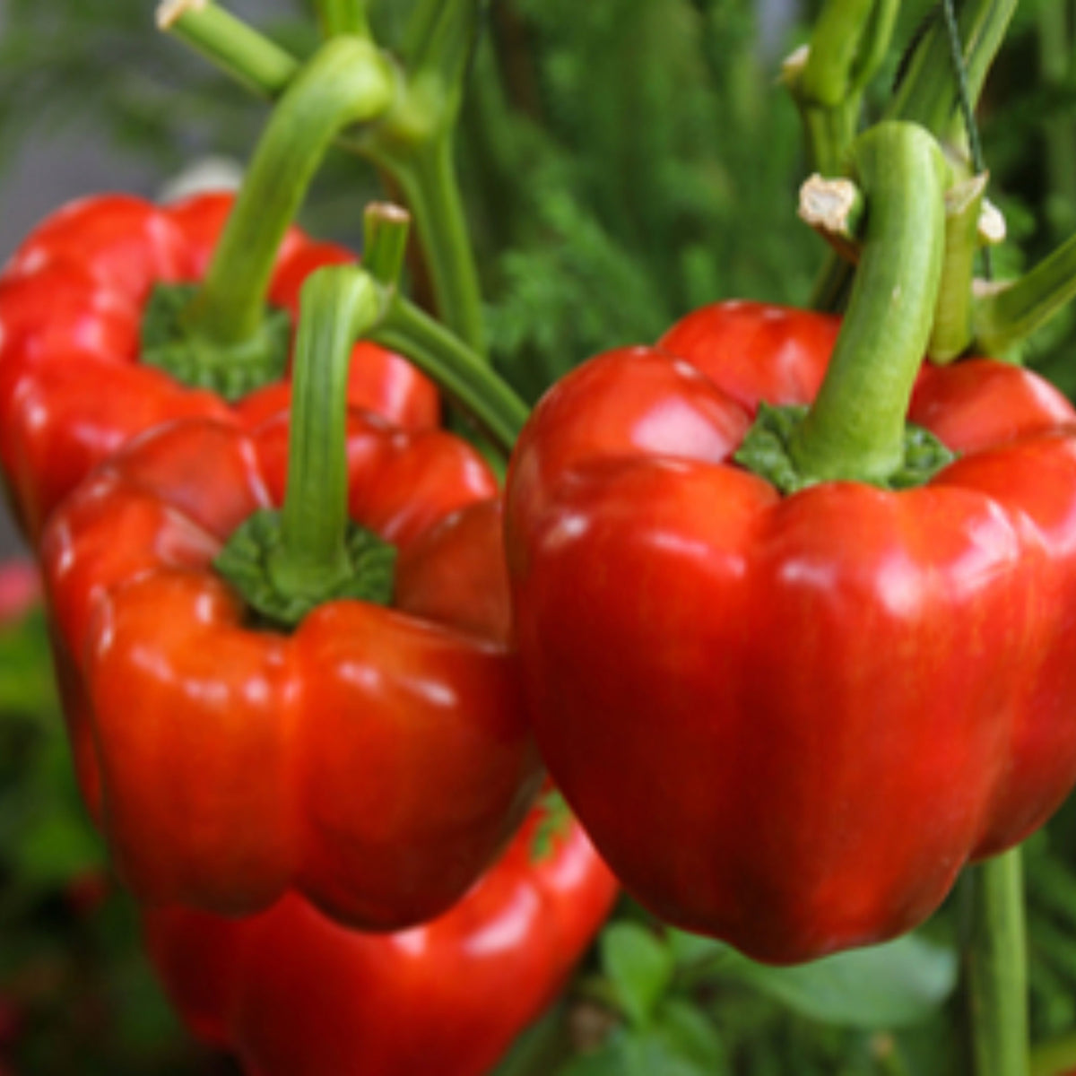 20s| Sweet Big Red Pepper Seeds - Authentic - Open-Pollinated - Asian Garden~ Organic - Heirloom - Vegetable Seeds - #8007