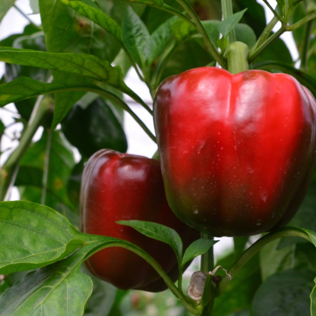 20s| Sweet Big Red Pepper Seeds - Authentic - Open-Pollinated - Asian Garden~ Organic - Heirloom - Vegetable Seeds - #8007
