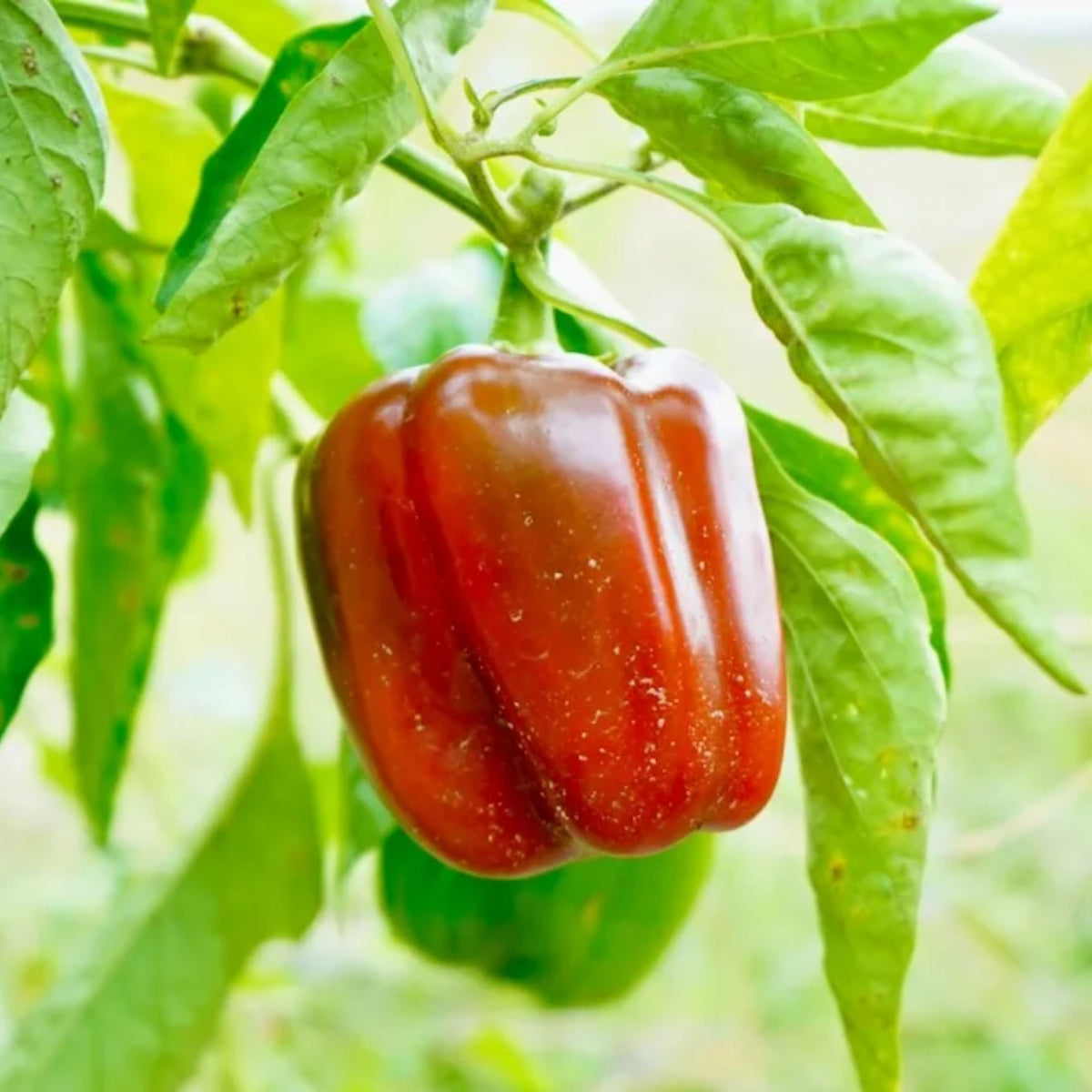 20s| Sweet Big Red Pepper Seeds - Authentic - Open-Pollinated - Asian Garden~ Organic - Heirloom - Vegetable Seeds - #8007