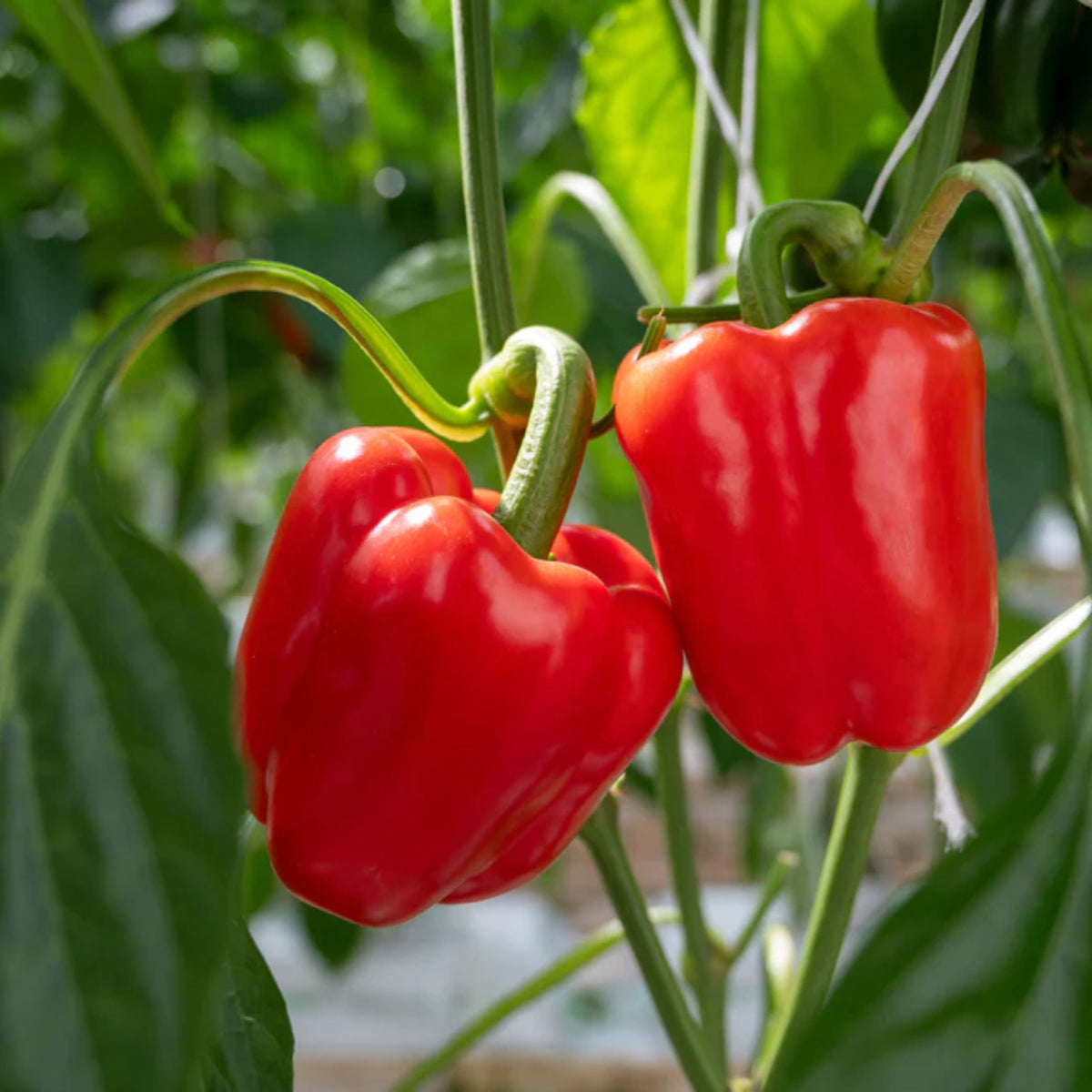 Sweet Big Red Pepper Seeds - Asian Garden~ Organic, 20 seeds