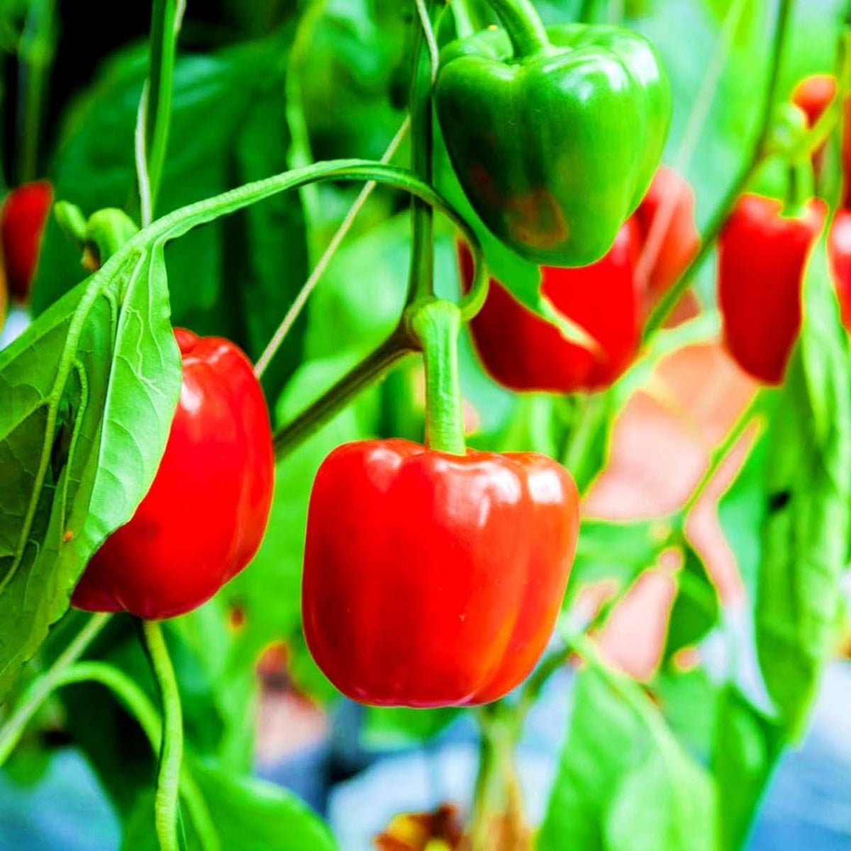 20s| Sweet Big Red Pepper Seeds - Authentic - Open-Pollinated - Asian Garden~ Organic - Heirloom - Vegetable Seeds - #8007