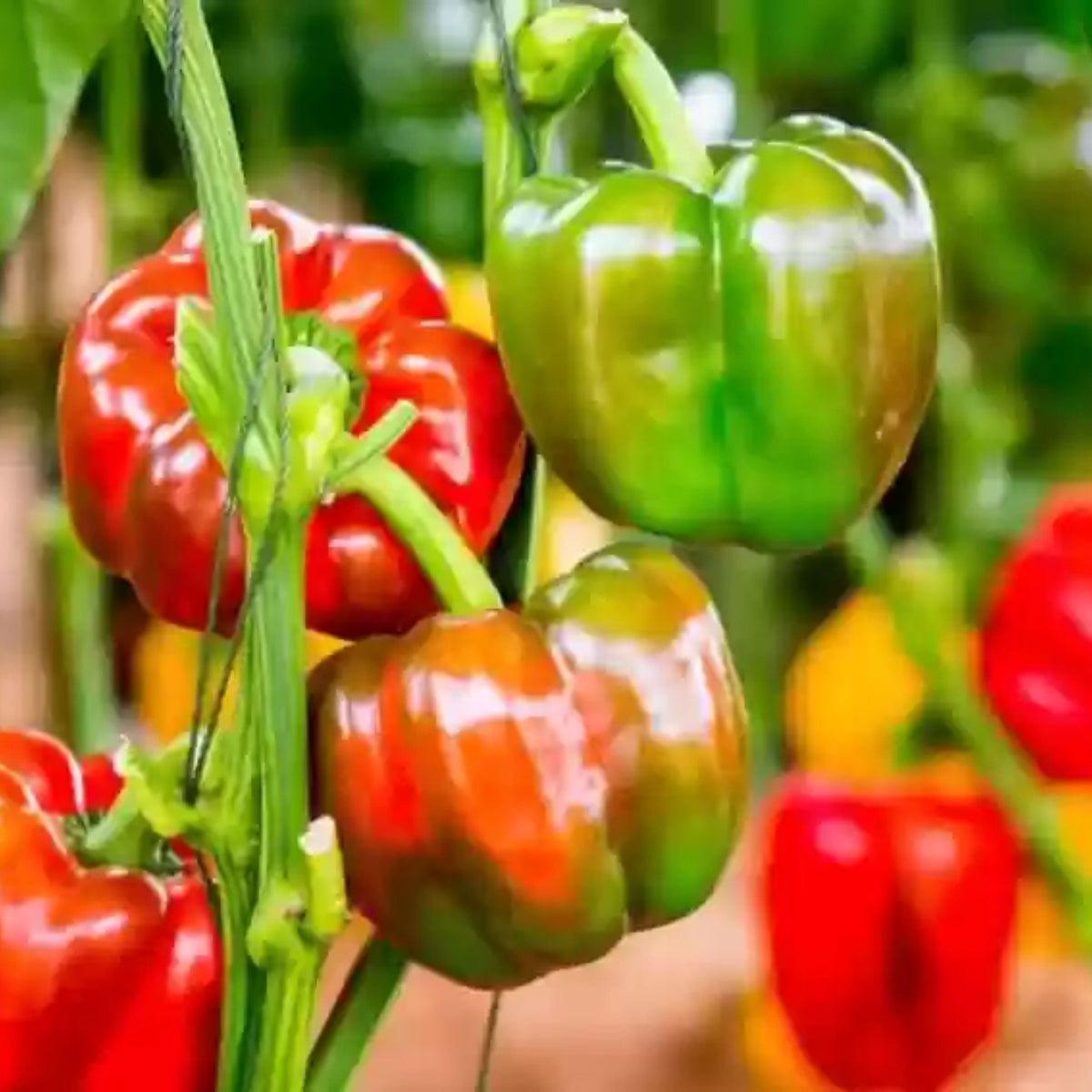 Sweet Big Red Pepper Seeds - Asian Garden~ Organic, 20 seeds