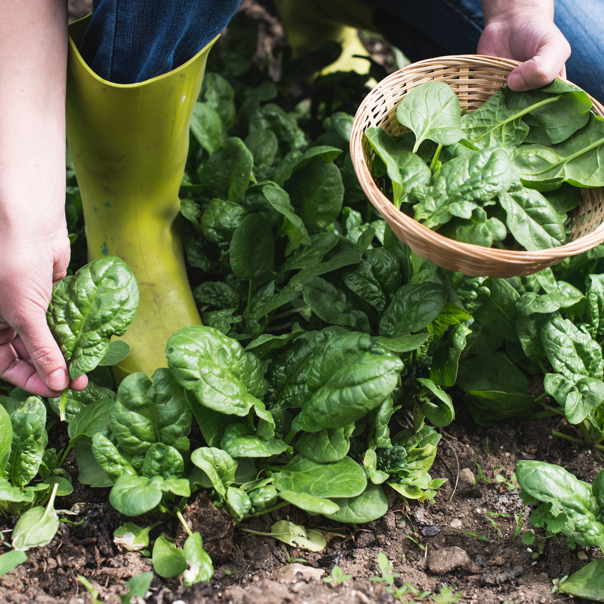 Bloomsdale Spinach Seeds - Asian Garden, Vegetable Seeds, 50 seeds