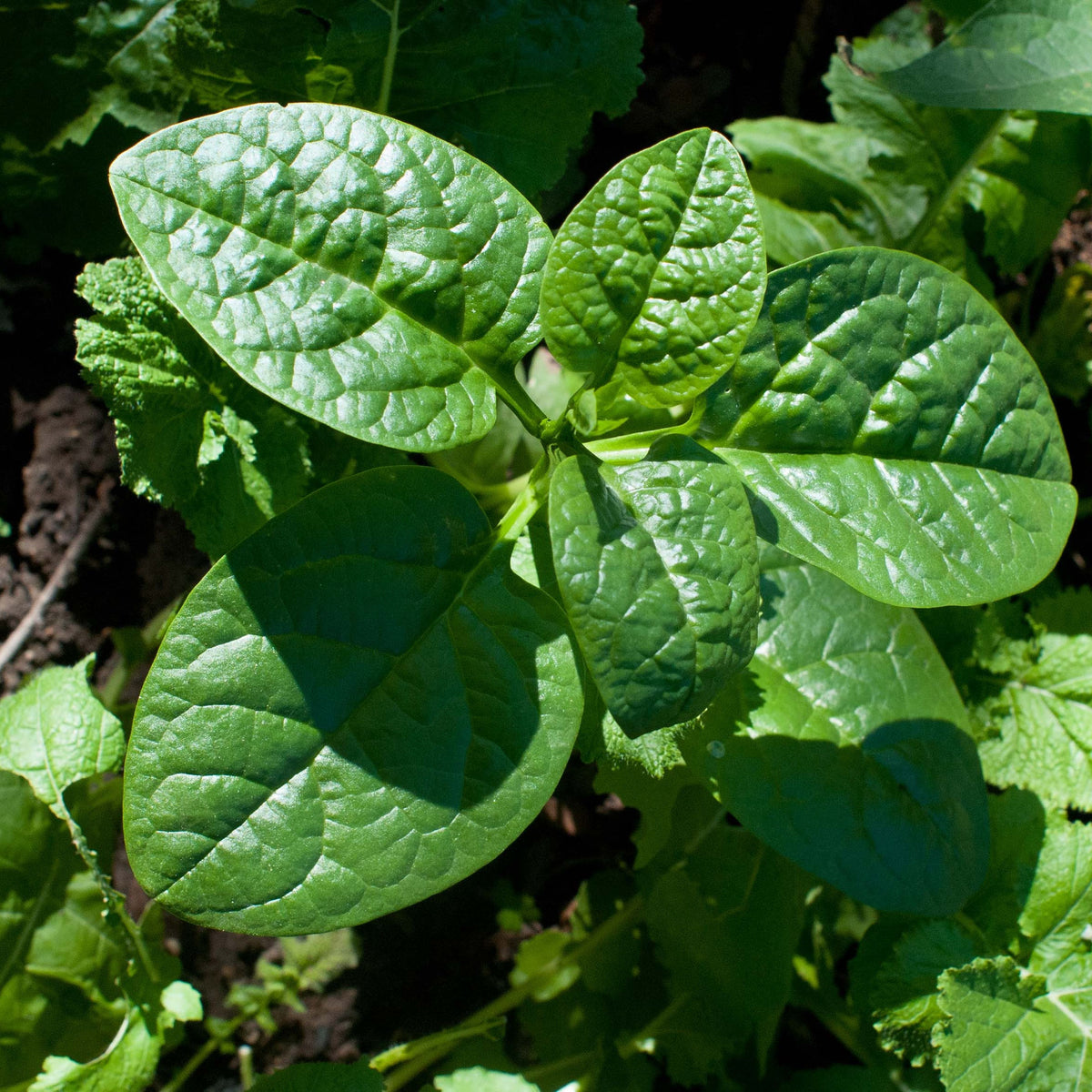 50s| Bloomsdale Spinach Seeds - Bloomsdale Long Standing (Organic) - Open-Pollinated - Asian Garden - Heirloom - Vegetable Seeds - #8008