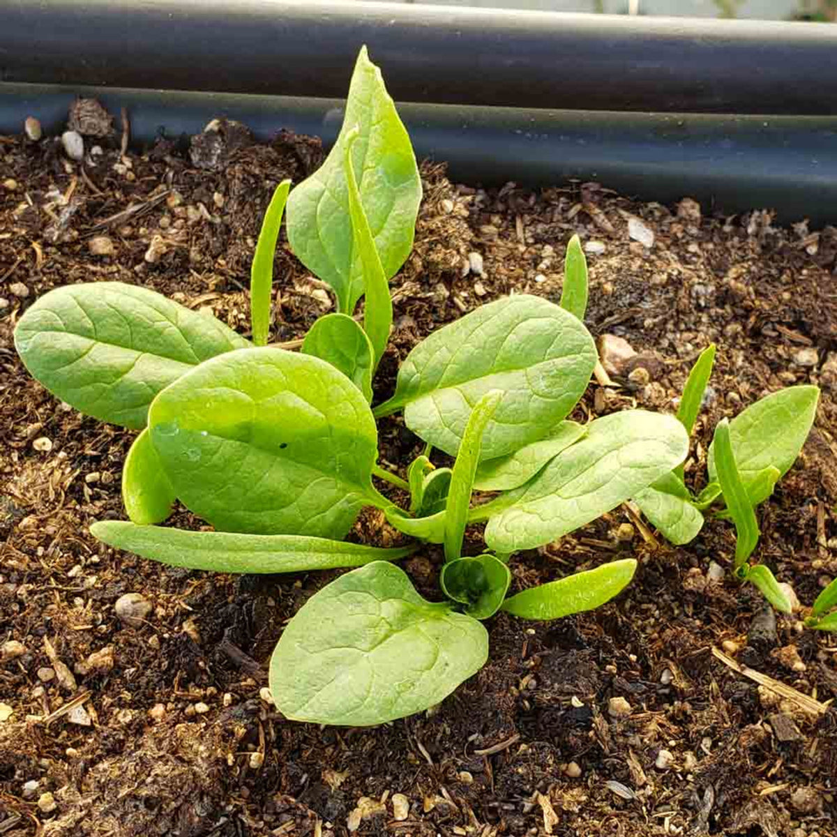 Bloomsdale Spinach Seeds - Asian Garden, Vegetable Seeds, 50 seeds