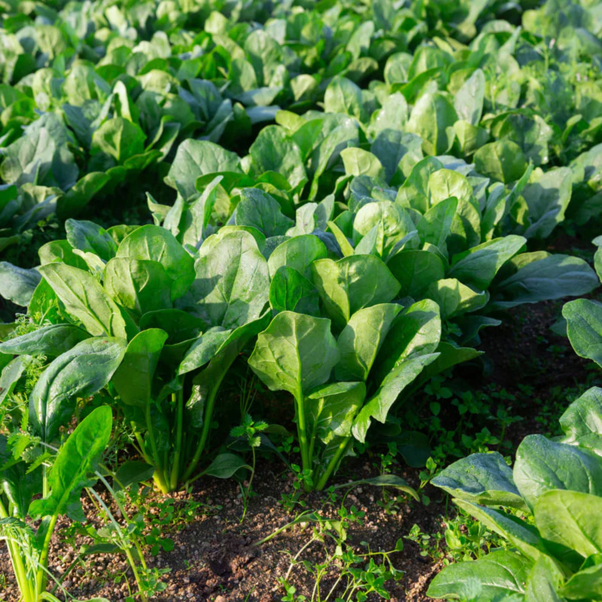 Bloomsdale Spinach Seeds - Asian Garden, Vegetable Seeds, 50 seeds