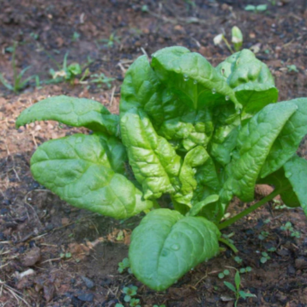 Bloomsdale Spinach Seeds - Asian Garden, Vegetable Seeds, 50 seeds
