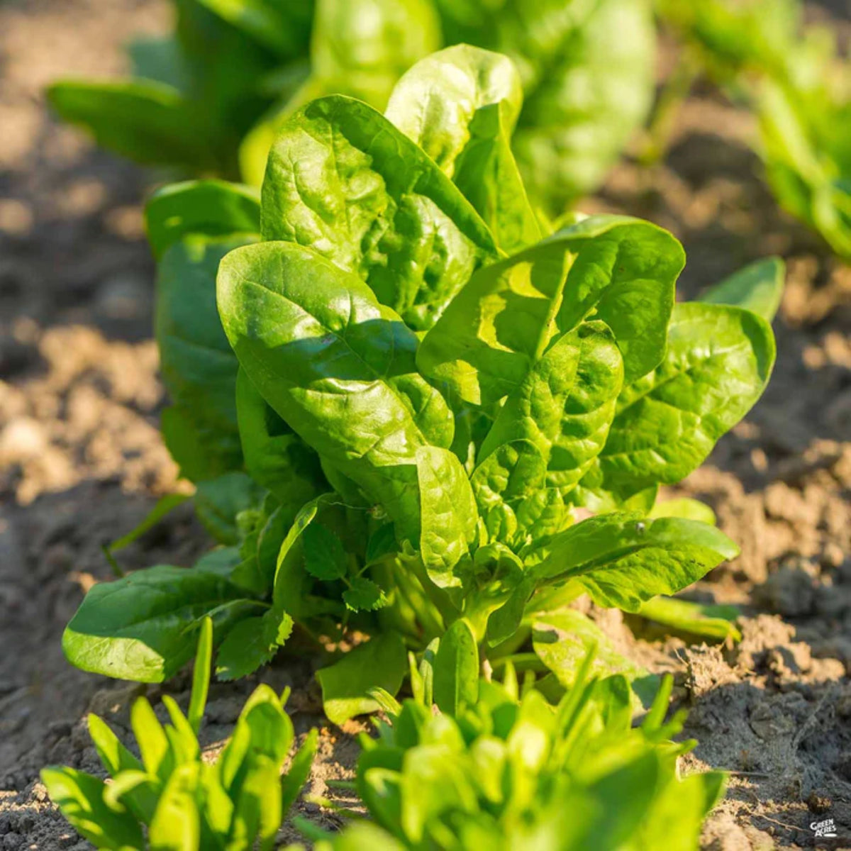 Bloomsdale Spinach Seeds - Asian Garden, Vegetable Seeds, 50 seeds