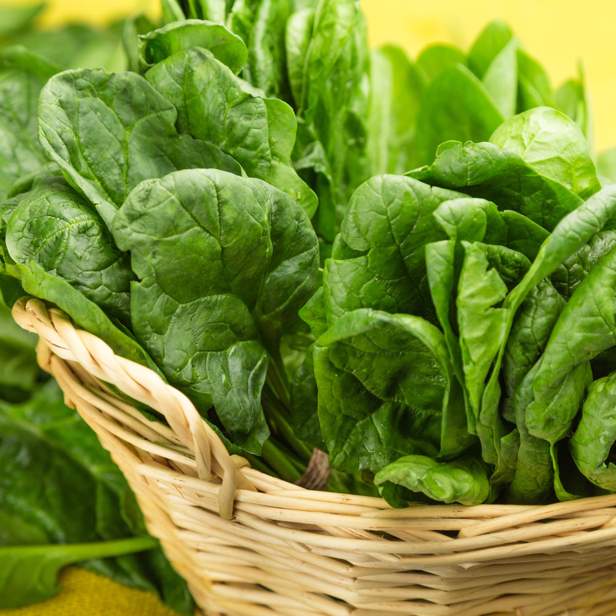 Bloomsdale Spinach Seeds - Asian Garden, Vegetable Seeds, 50 seeds