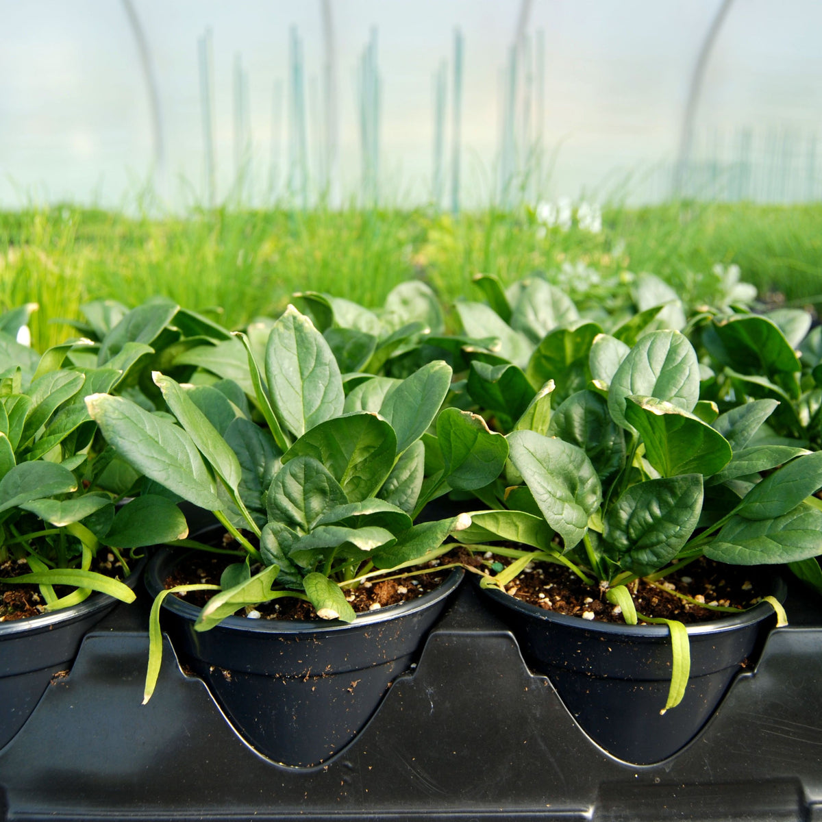Bloomsdale Spinach Seeds - Asian Garden, Vegetable Seeds, 50 seeds