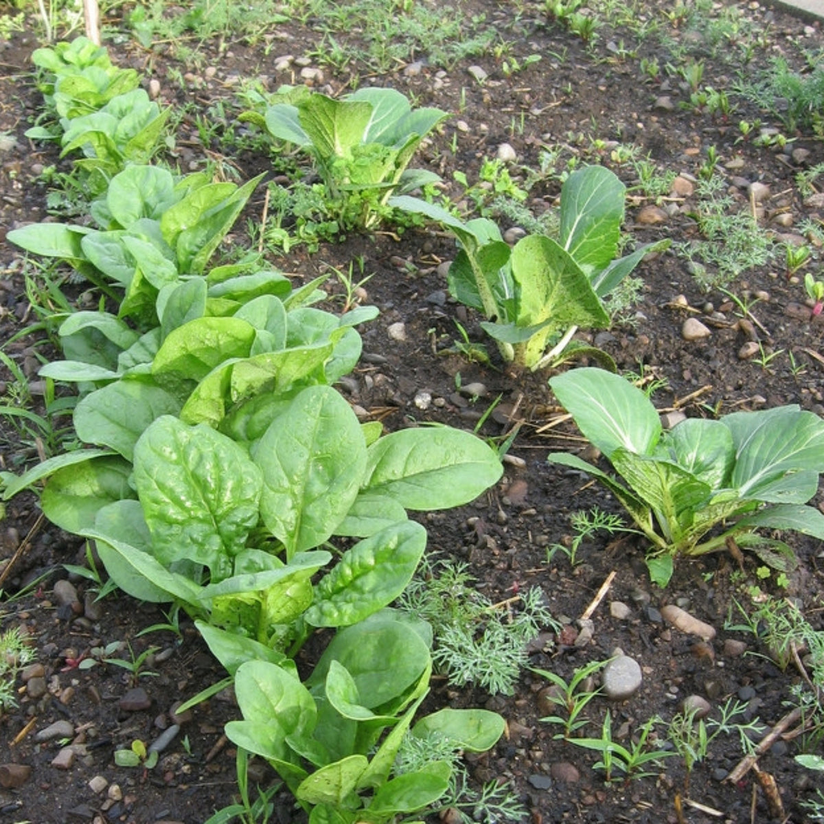 50s| Bloomsdale Spinach Seeds - Bloomsdale Long Standing (Organic) - Open-Pollinated - Asian Garden - Heirloom - Vegetable Seeds - #8008