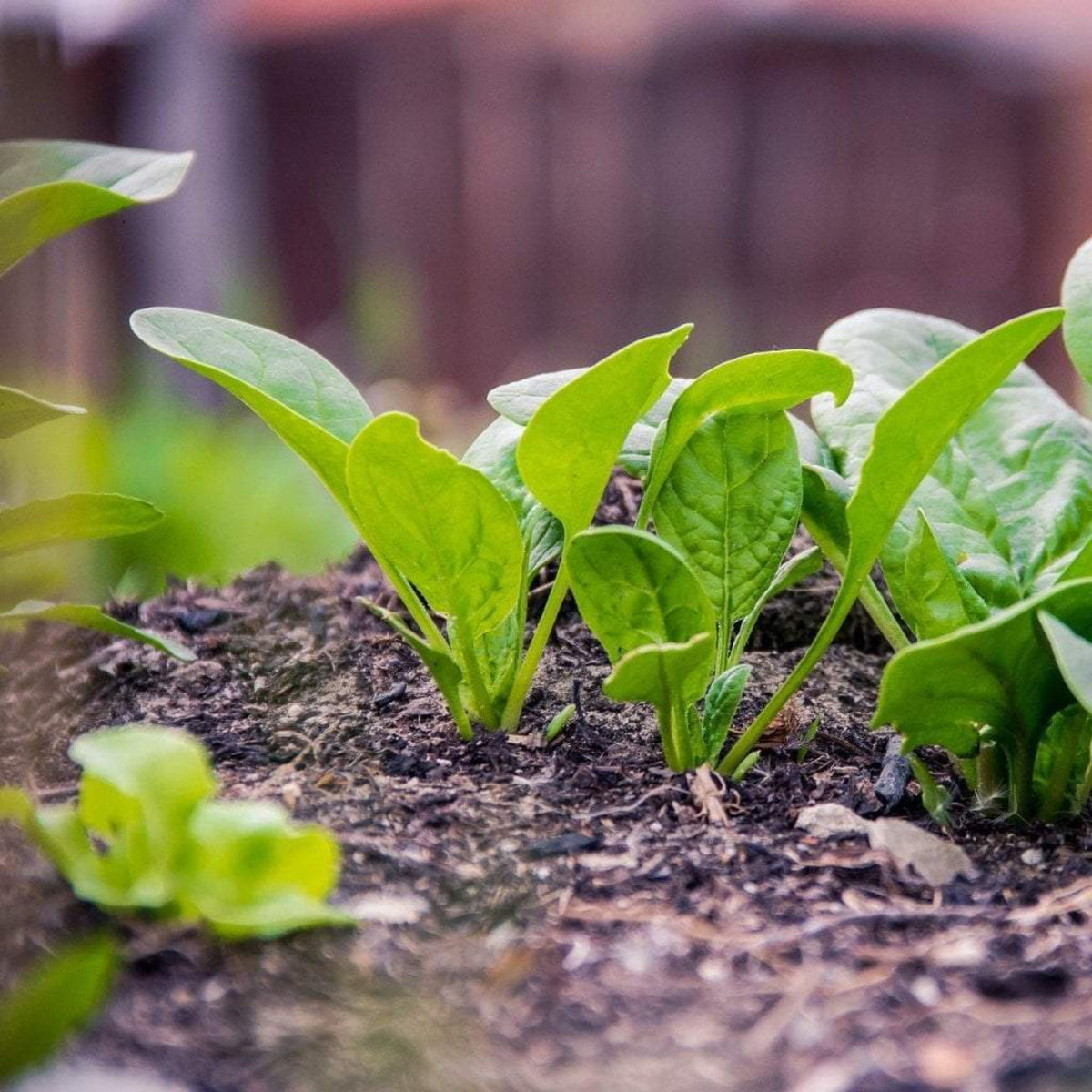 Bloomsdale Spinach Seeds - Asian Garden, Vegetable Seeds, 50 seeds