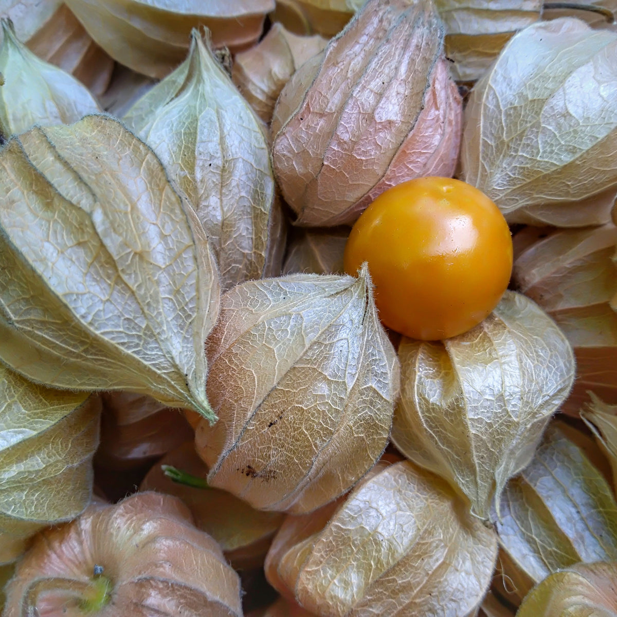 20s| Aunt Molly's Tomatillo Seeds - Physalis philadelphica - Open-Pollinated - Asian Garden~ Organic - Heirloom - Vegetable Seeds - #8009