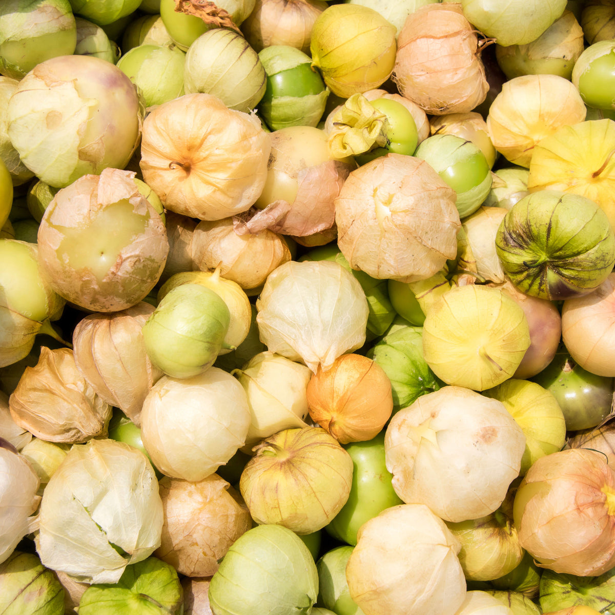 20s| Aunt Molly's Tomatillo Seeds - Physalis philadelphica - Open-Pollinated - Asian Garden~ Organic - Heirloom - Vegetable Seeds - #8009