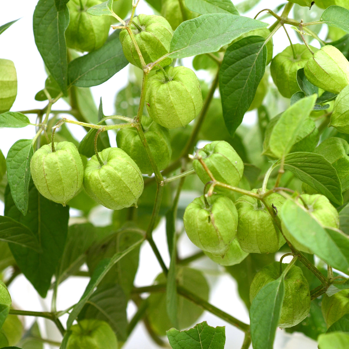 20s| Aunt Molly's Tomatillo Seeds - Physalis philadelphica - Open-Pollinated - Asian Garden~ Organic - Heirloom - Vegetable Seeds - #8009