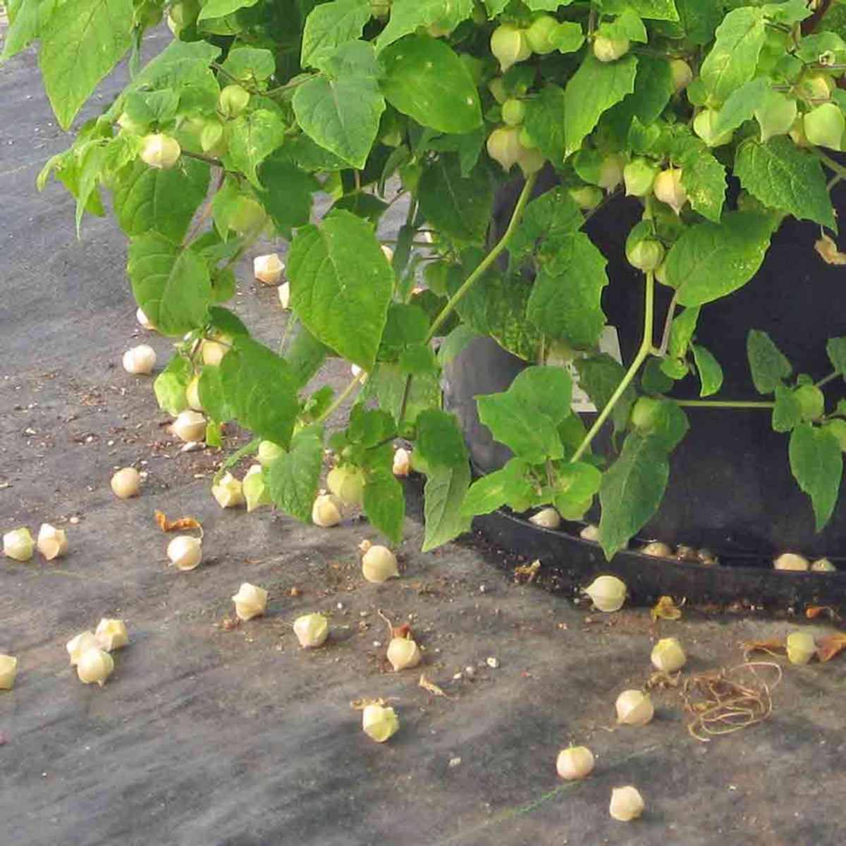 20s| Aunt Molly's Tomatillo Seeds - Physalis philadelphica - Open-Pollinated - Asian Garden~ Organic - Heirloom - Vegetable Seeds - #8009