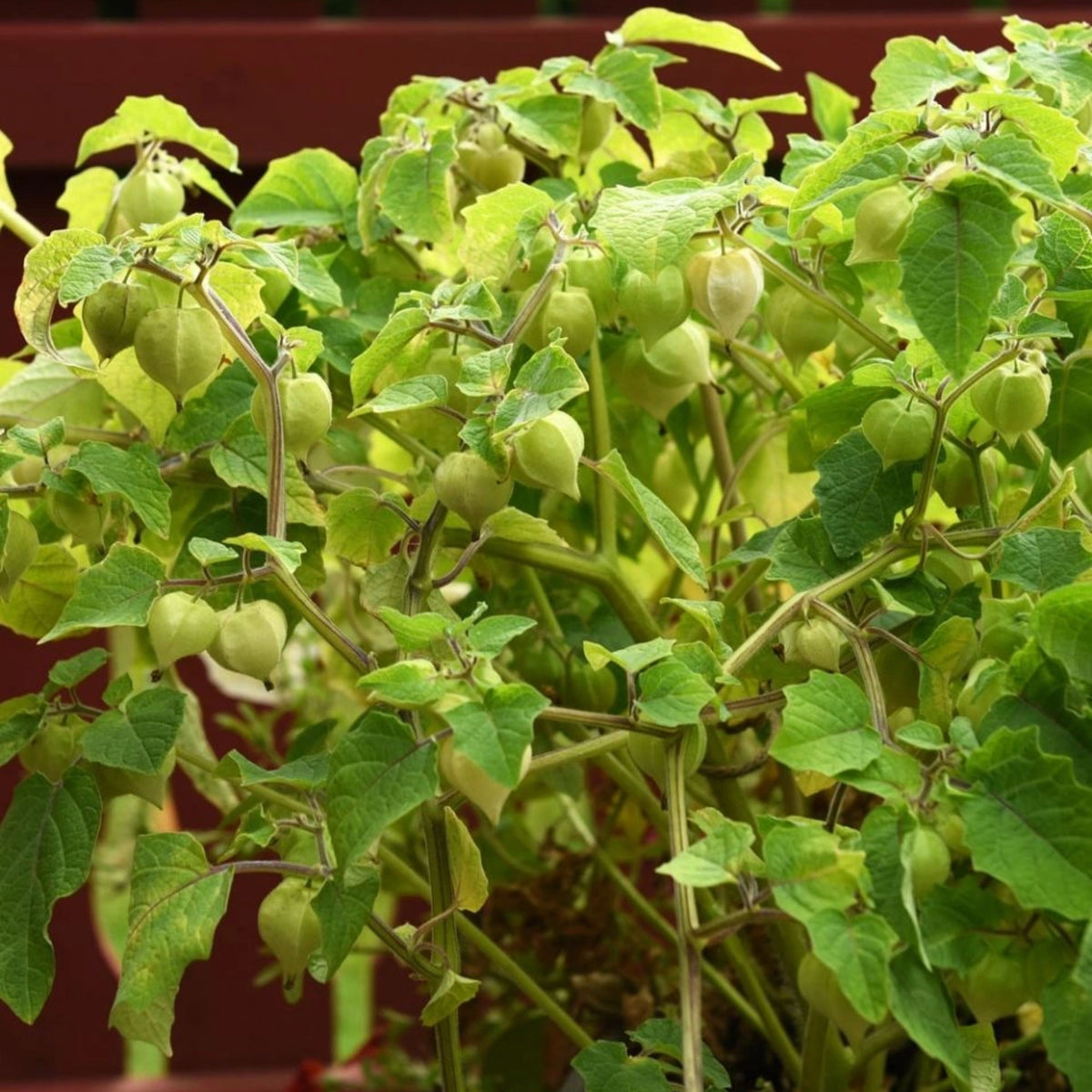 20s| Aunt Molly's Tomatillo Seeds - Physalis philadelphica - Open-Pollinated - Asian Garden~ Organic - Heirloom - Vegetable Seeds - #8009