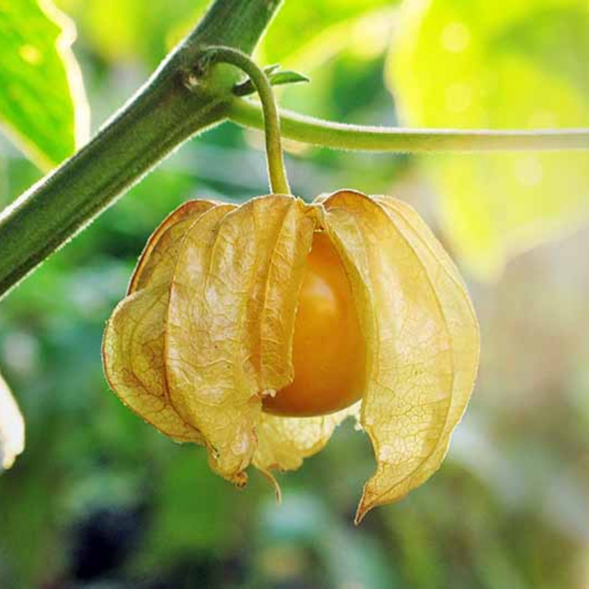 20s| Aunt Molly's Tomatillo Seeds - Physalis philadelphica - Open-Pollinated - Asian Garden~ Organic - Heirloom - Vegetable Seeds - #8009