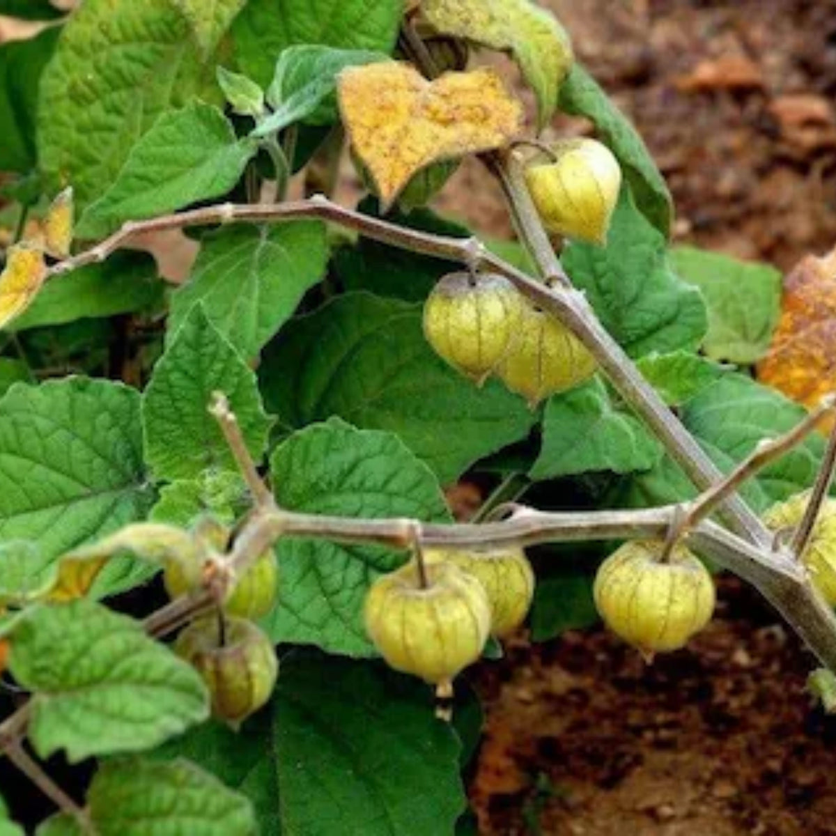 20s| Aunt Molly's Tomatillo Seeds - Physalis philadelphica - Open-Pollinated - Asian Garden~ Organic - Heirloom - Vegetable Seeds - #8009