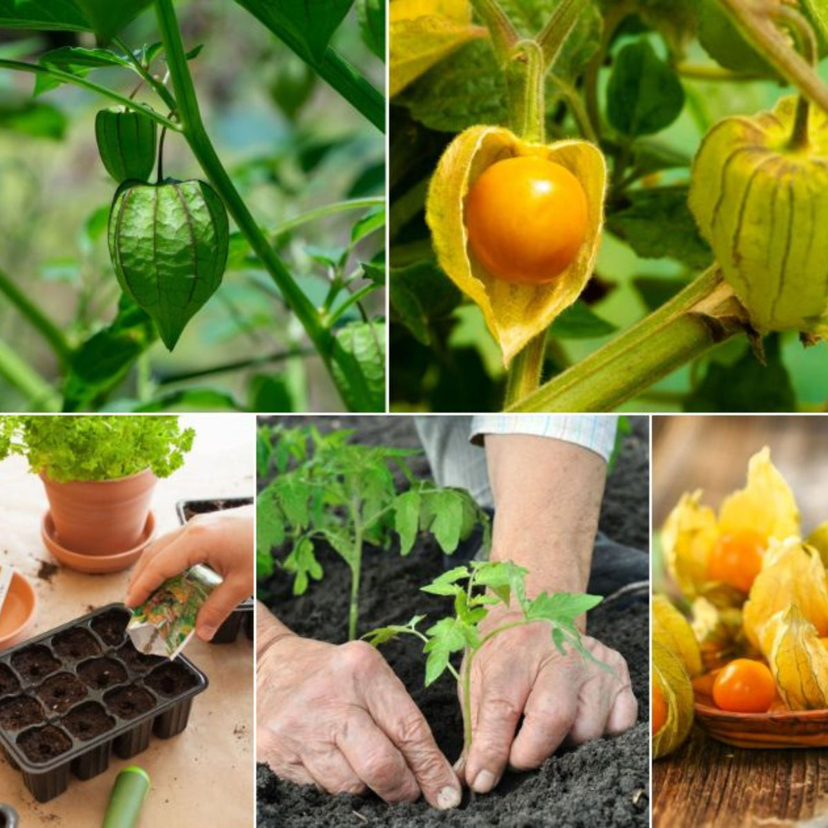 20s| Aunt Molly's Tomatillo Seeds - Physalis philadelphica - Open-Pollinated - Asian Garden~ Organic - Heirloom - Vegetable Seeds - #8009