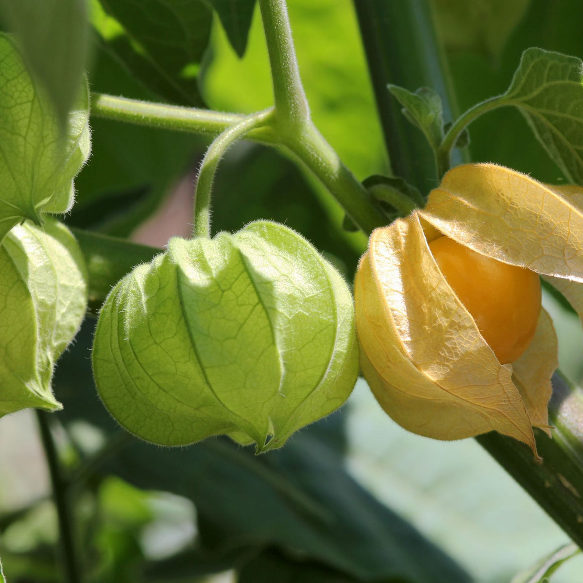 20s| Aunt Molly's Tomatillo Seeds - Physalis philadelphica - Open-Pollinated - Asian Garden~ Organic - Heirloom - Vegetable Seeds - #8009