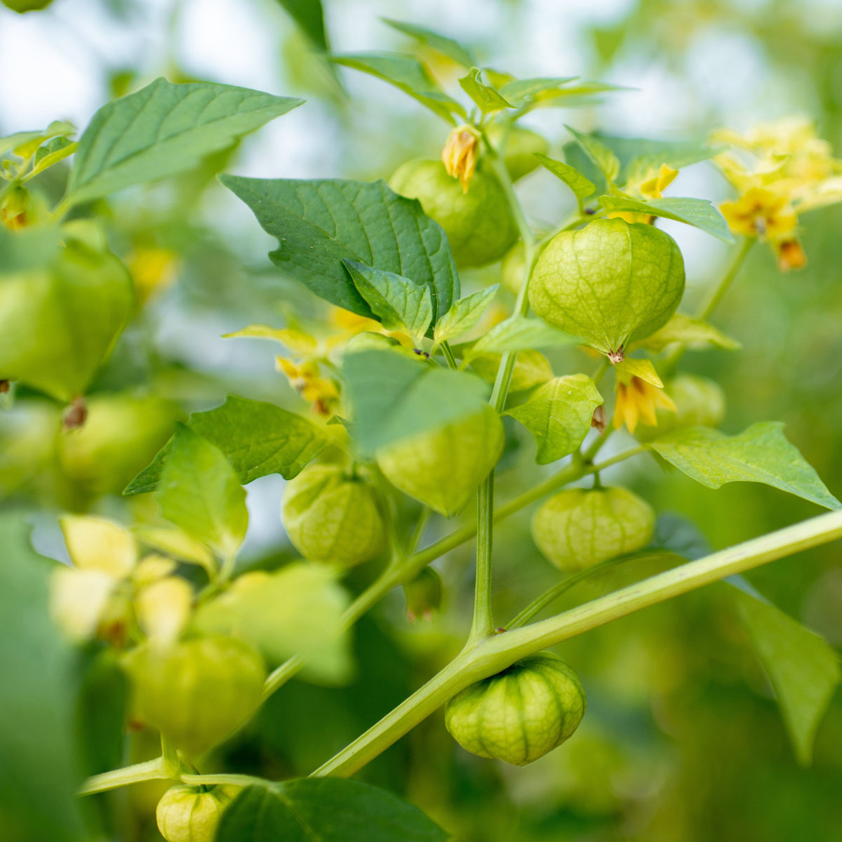 20s| Aunt Molly's Tomatillo Seeds - Physalis philadelphica - Open-Pollinated - Asian Garden~ Organic - Heirloom - Vegetable Seeds - #8009