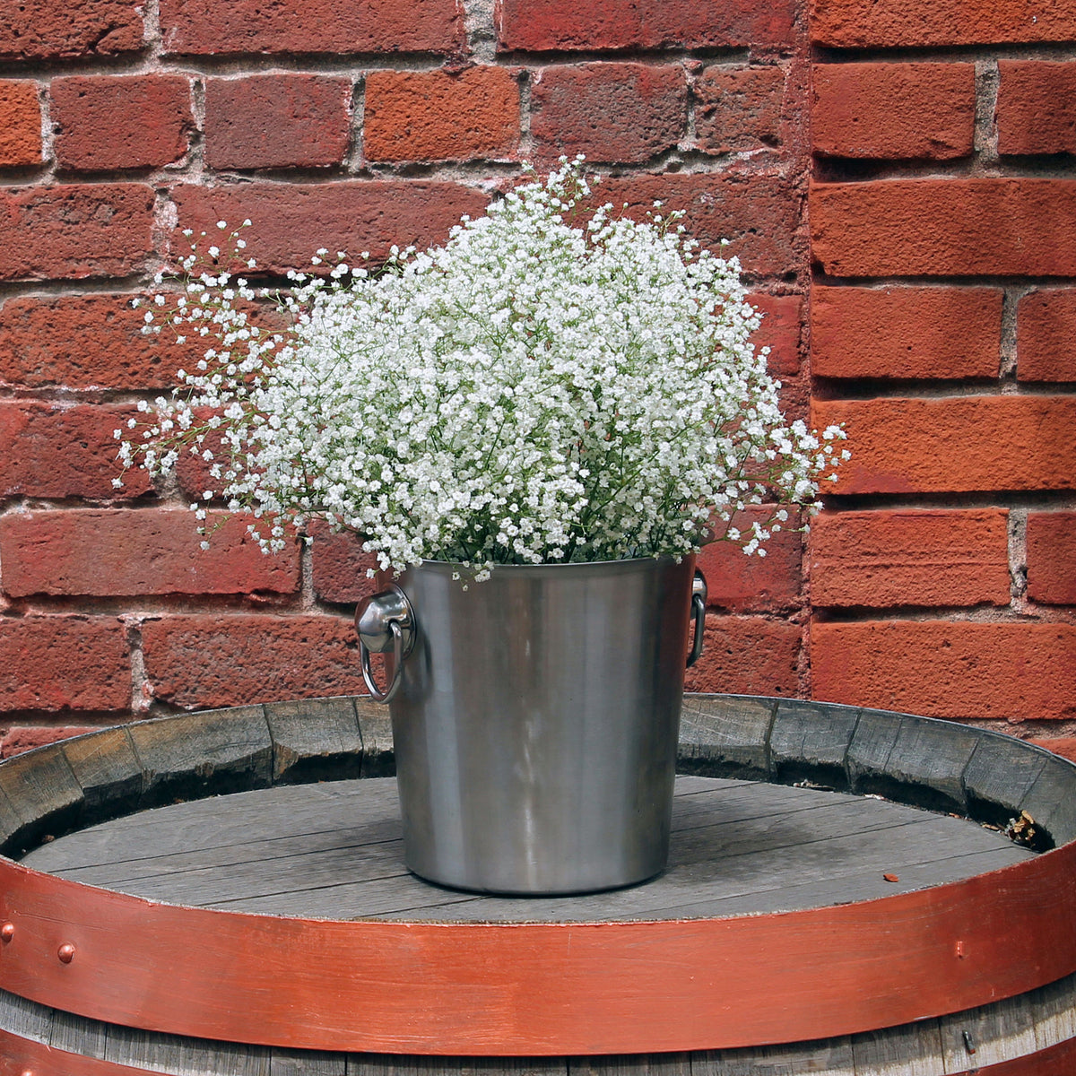 30s| White Common Baby's Breath Seeds - Gypsophila paniculataBaby’s Breath Seeds – Heirloom, Non-GMO, Delicate Blooms, Wedding Flowers, Easy to Grow Annual, Perfect for Flower Arrangements, Bouquets, Borders, and Pollinator Gardens#8010