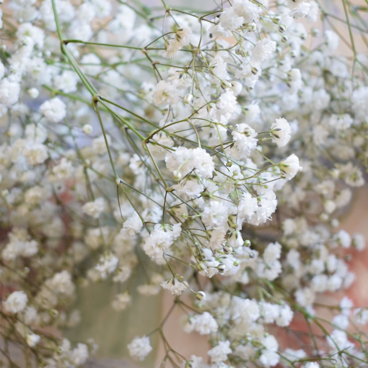 White Common Baby's Breath Seeds - Delicate Blooms, 30 seeds