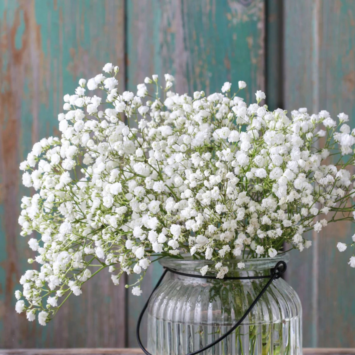 30s| White Common Baby's Breath Seeds - Gypsophila paniculataBaby’s Breath Seeds – Heirloom, Non-GMO, Delicate Blooms, Wedding Flowers, Easy to Grow Annual, Perfect for Flower Arrangements, Bouquets, Borders, and Pollinator Gardens#8010
