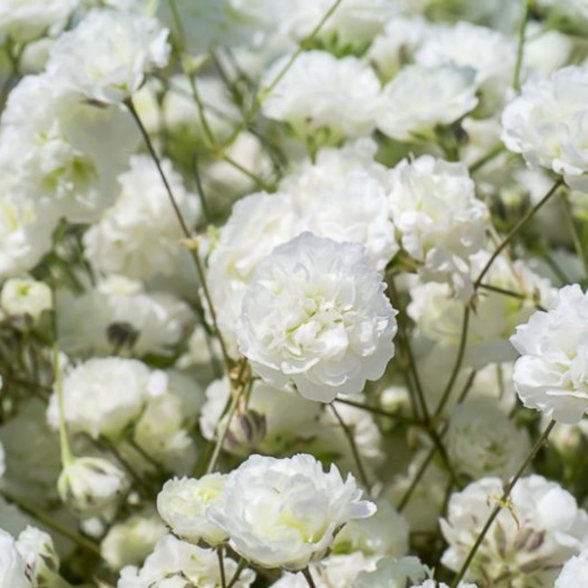 30s| White Common Baby's Breath Seeds - Gypsophila paniculataBaby’s Breath Seeds – Heirloom, Non-GMO, Delicate Blooms, Wedding Flowers, Easy to Grow Annual, Perfect for Flower Arrangements, Bouquets, Borders, and Pollinator Gardens#8010