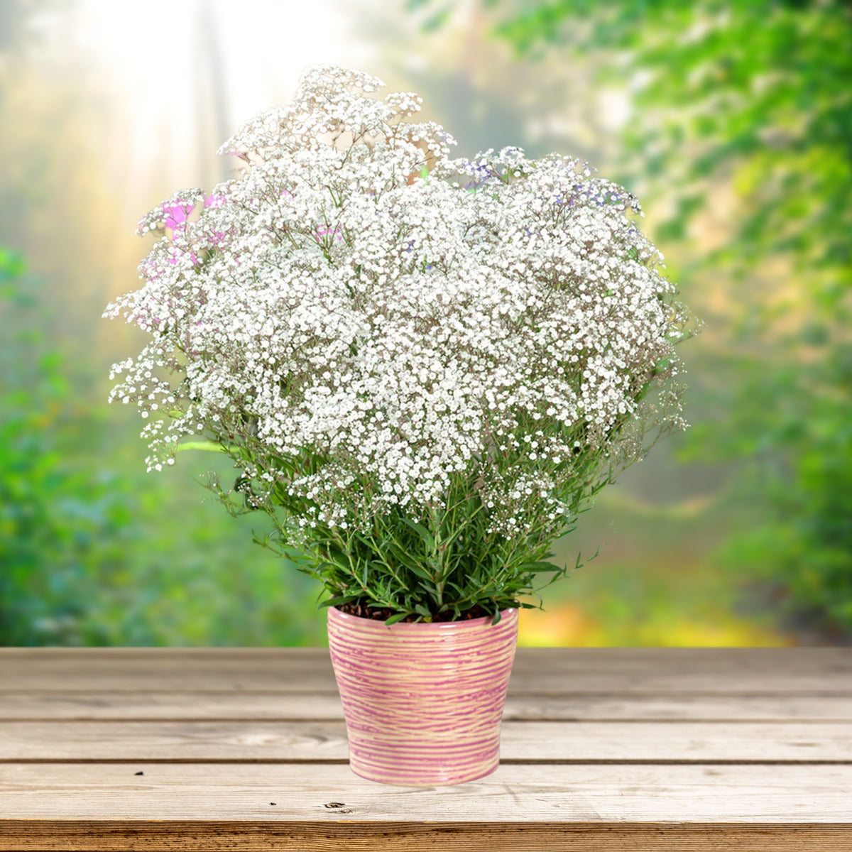 30s| White Common Baby's Breath Seeds - Gypsophila paniculataBaby’s Breath Seeds – Heirloom, Non-GMO, Delicate Blooms, Wedding Flowers, Easy to Grow Annual, Perfect for Flower Arrangements, Bouquets, Borders, and Pollinator Gardens#8010