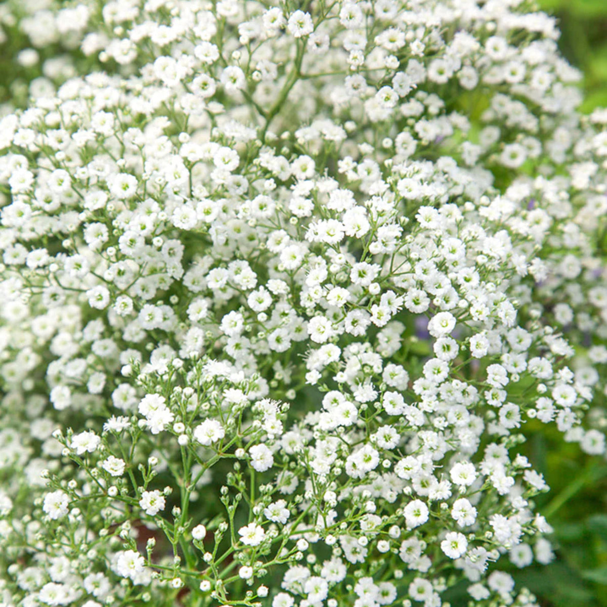 White Common Baby's Breath Seeds - Delicate Blooms, 30 seeds