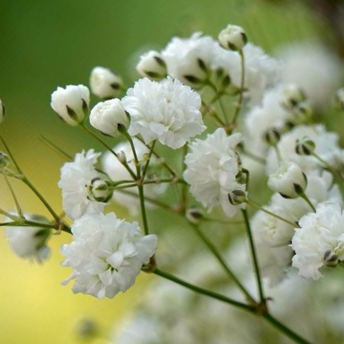30s| White Common Baby's Breath Seeds - Gypsophila paniculataBaby’s Breath Seeds – Heirloom, Non-GMO, Delicate Blooms, Wedding Flowers, Easy to Grow Annual, Perfect for Flower Arrangements, Bouquets, Borders, and Pollinator Gardens#8010