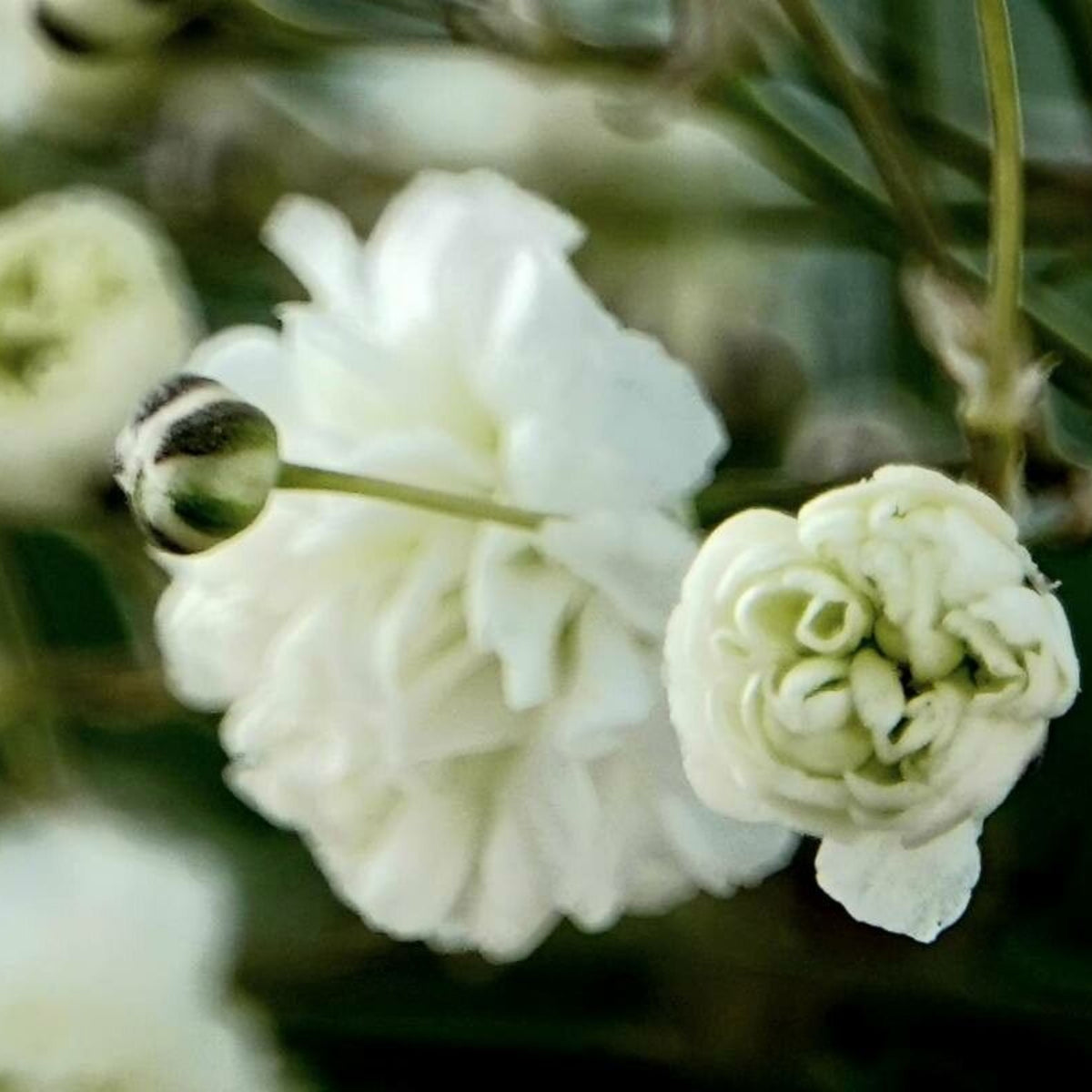 White Common Baby's Breath Seeds - Delicate Blooms, 30 seeds