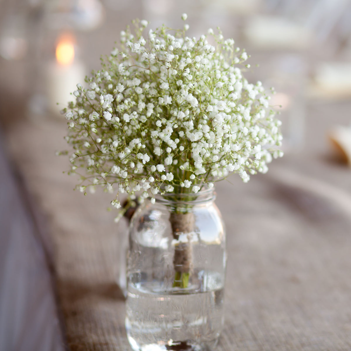 White Common Baby's Breath Seeds - Delicate Blooms, 30 seeds
