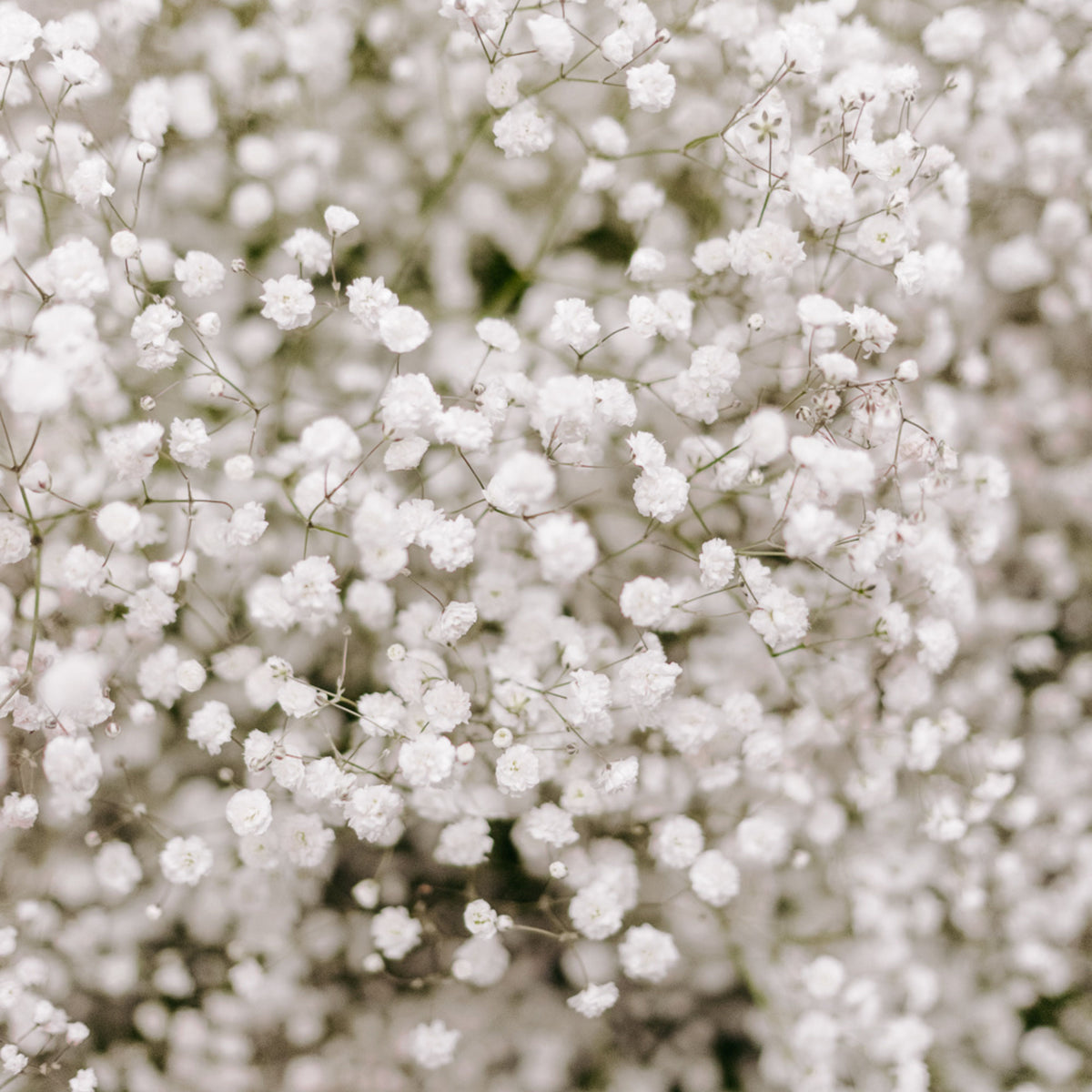 White Common Baby's Breath Seeds - Delicate Blooms, 30 seeds