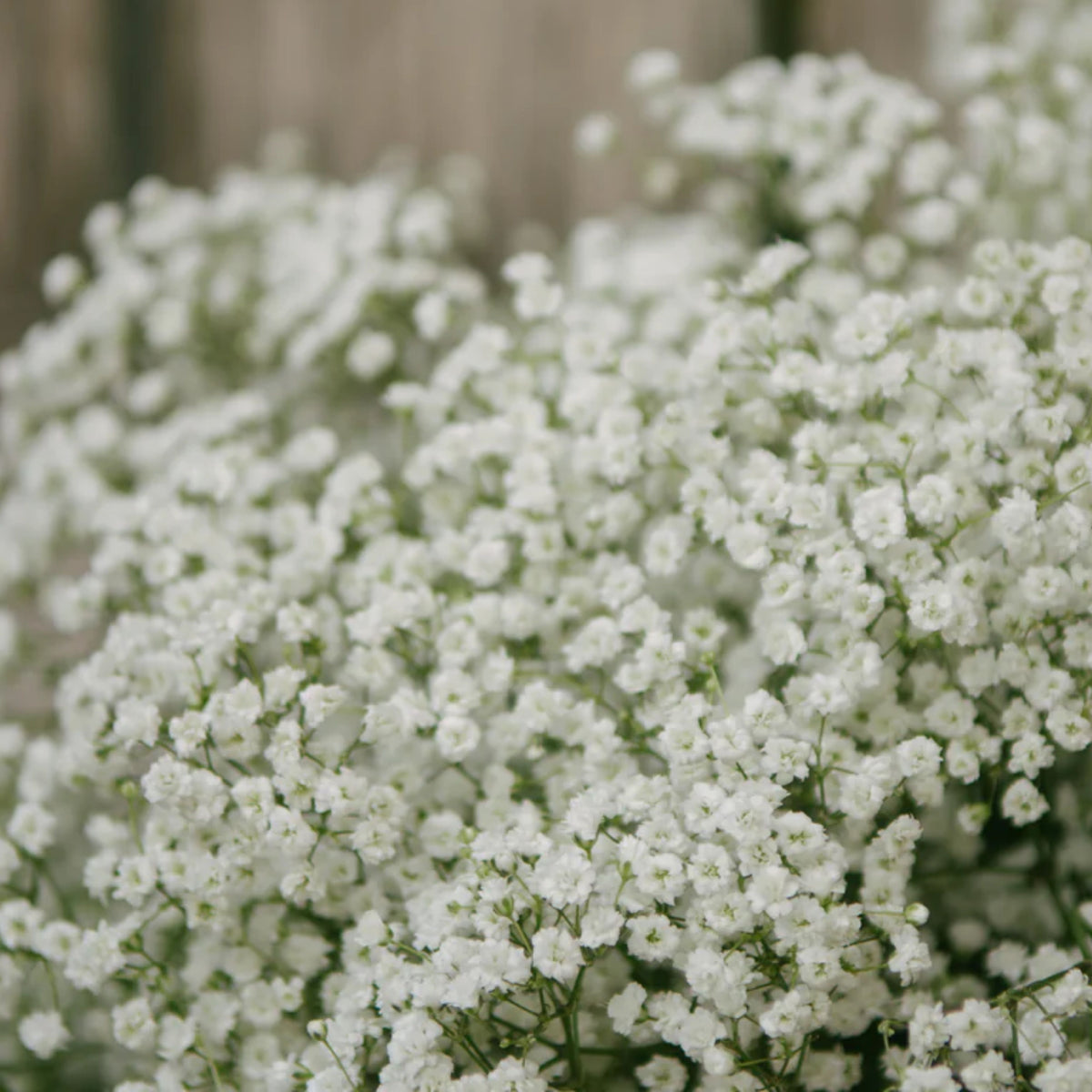 White Common Baby's Breath Seeds - Delicate Blooms, 30 seeds