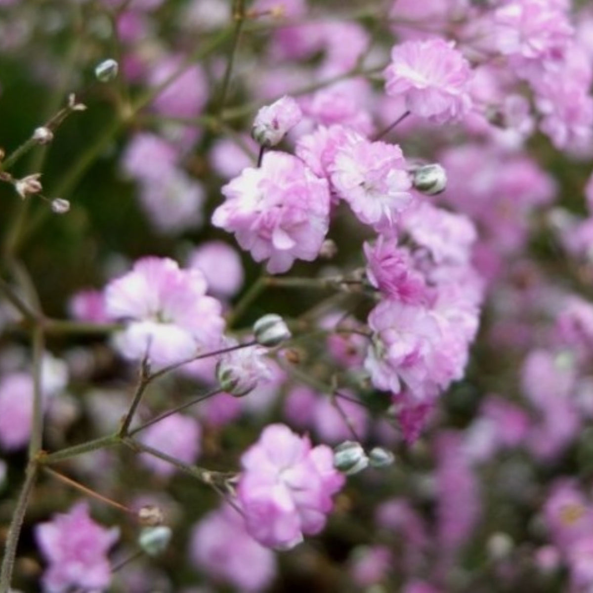 30s| Light Pink Common Baby's Breath Seeds - Gypsophila paniculataBaby’s Breath Seeds – Heirloom, Non-GMO, Delicate Blooms, Wedding Flowers, Easy to Grow Annual, Perfect for Flower Arrangements, Bouquets, Borders, and Pollinator Gardens#8011